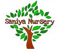 Affordable Plant Nursery In Hsr Layout Bangalore