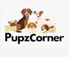Unveiling Pupz Corner's Trendy Collars and Cozy Beds for Furry Friends