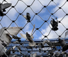 Pigeon safety nets in Bangalore - 1