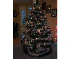 Christmas tree with set