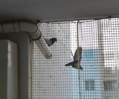 Pigeon Safety Nets from JK Enterprises: A Safeguard for Everyone