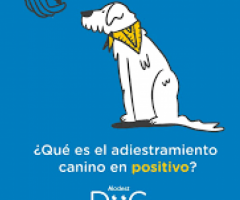 adiestramiento canino Queretaro - 1