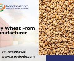Buy Wheat From Manufacturer - 1