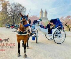 Unveiling the Beauty of Carriage Horse Rides in NYC - 1