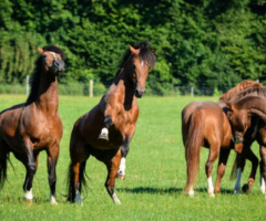 Understanding Horse Behaviors: Insights from Equitopia Center - 1
