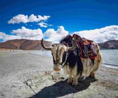 Best Travel Agent In Ladakh | Ladakh Family Tour Packages