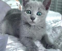hypoallergenic russian blue kittens for sale - 1