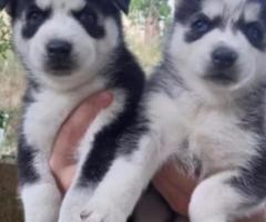 Husky puppies available for adoption - 1
