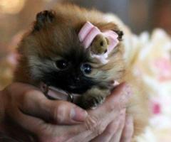 Charming Pomеranian Puppiеs Availablе for Loving Homеs Now!