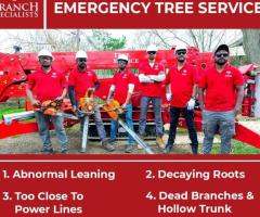 Tree Service Buffalo NY | Branch Specialists - 1