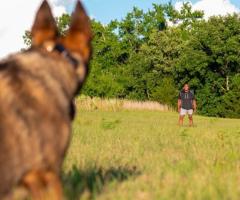 Akc Training Near Me | Akc Dog Training Classes | Precision Dog Training - 1
