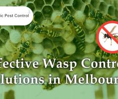 Safe and Effective Wasp Nest Removal in Melbourne