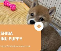 What is the cost of a Shiba Inu puppy