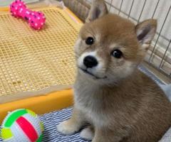 Where can I find a Shiba Inu puppy