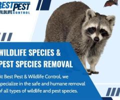 wildlife control services