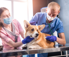 Discover the Future of Veterinary Care Services with Modern Alchemist RX