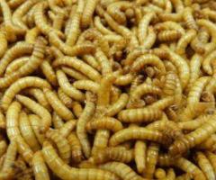 Top-Quality Mealworms for Sale at DougsBugz.com