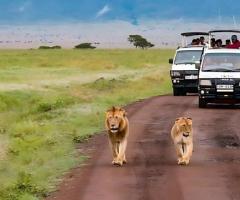 Best Luxury African Safari Tours Await! Call +1 (202)-618-3400 Today!