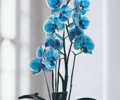 Orchid Plants for Sale | Donya's Florals