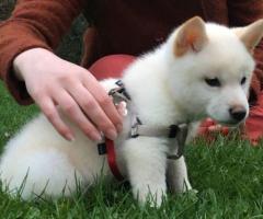 Can I buy Shiba Inu puppy online