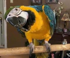 Tame blue & gold macaw parrot available for sale