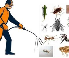 Pest Control Kallangur | Bug King