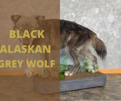 Order Black Alaskan Grey Wolf Taxidermy Mount Online