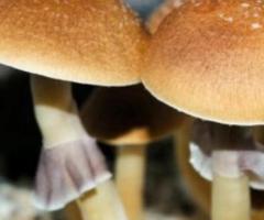 Golden Teacher Mushroom Spores | Premium Spore - Buy Now