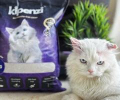 Bentonite Cat Litter: 5 Things You Should Know - 1