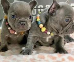 French Bulldog Puppies.