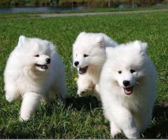 Lovable Purebred Samoyed Puppies