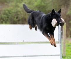 Trusted Kennel Boarding Services in Sussex - Vonkebles - 1
