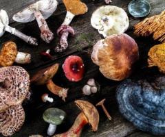 Buy Medicinal Mushrooms Online