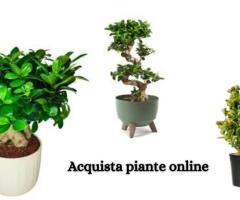 Acquista piante online in Italia: piante da interno ed esterno di qualità in vendita