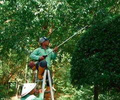 Calgary Tree Pruning and Shaping Services - Evergreen Ltd