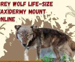 Buy African Aardwolf Online
