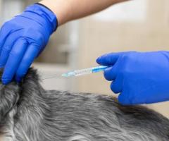 Best Veterinary Injection Manufacturers In India