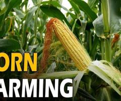 A Deep Dive into the Top Corn-Growing States and the Challenges They Face