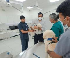 Pet Care in Delhi | CGS Hospital Sarojini Nagar