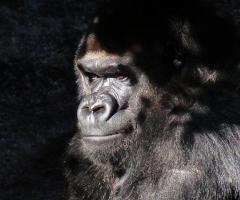 Ubuntu Voyages: Unforgettable Gorilla Trekking Safaris in East Africa