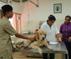Pet Care in Delhi | CGS Hospital Sarojini Nagar