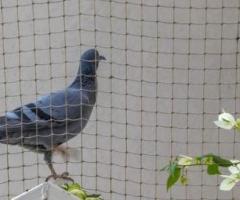 Best Pigeon Safety Nets in Bangalore