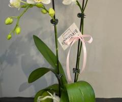 Office Flower Arrangements | Birchbox Flowers
