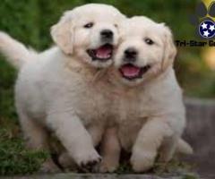 Cream Golden Retriever Puppies Nashville: Tri-Star Goldens Can Help You Find Your Golden Match