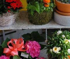 Huge selection indoor plants, outdoor plants, floral, gift and more