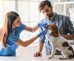 Essential Veterinary Products: A Complete Guide to Keeping Your Pets Safe and Healthy - 1