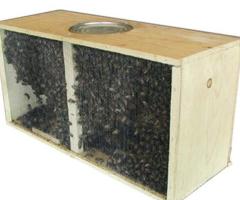 Buy Queen Bees Online at Meyer Bees