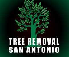 Tree Removal San Antonio - 1