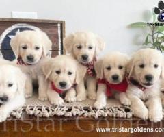 Golden Retriever Puppies: Attractive and Loyal Companions from TriStar Goldens - 1