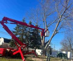 Tree Service in Buffalo NY